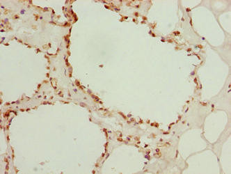 Galectin 12 Antibody in Immunohistochemistry (Paraffin) (IHC (P))