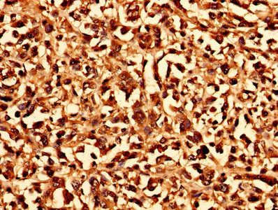 CHMP6 Antibody in Immunohistochemistry (Paraffin) (IHC (P))