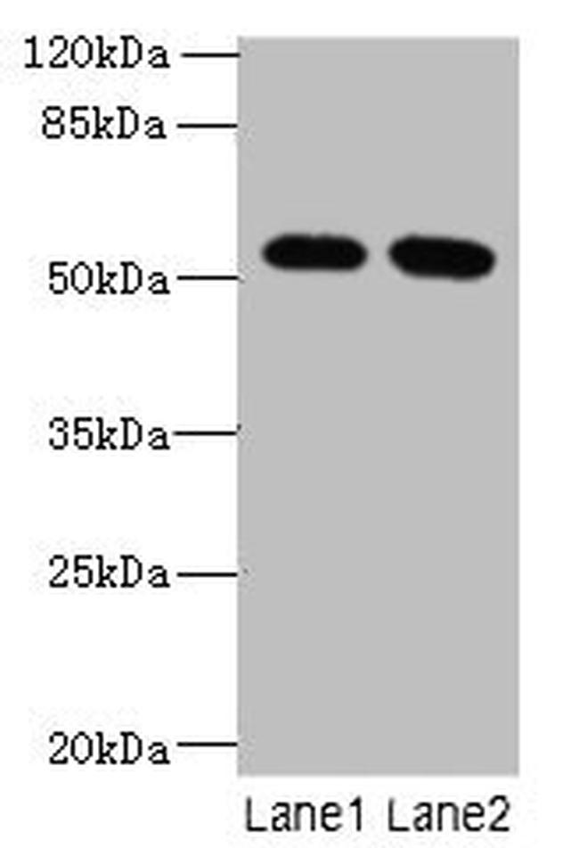 VWA9 Antibody in Western Blot (WB)