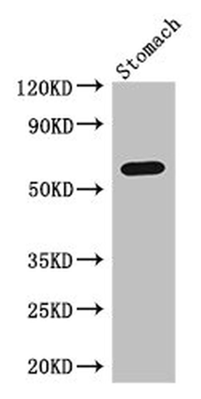 IL4I1 Antibody in Western Blot (WB)