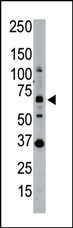 SENP1 Antibody in Western Blot (WB)