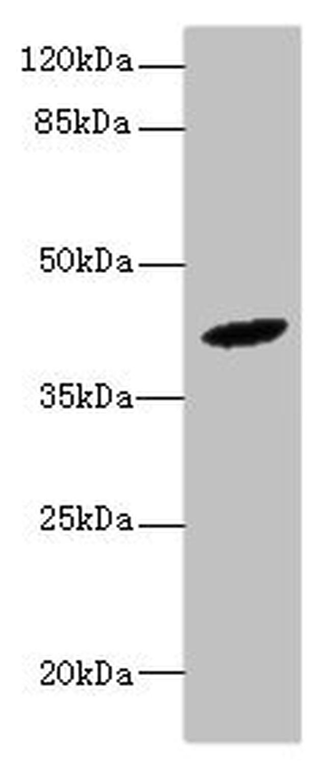 HM13 Antibody in Western Blot (WB)