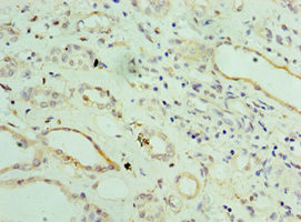 ST8SIA2 Antibody in Immunohistochemistry (Paraffin) (IHC (P))