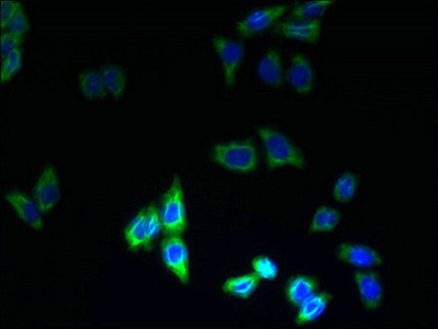 PQLC3 Antibody in Immunocytochemistry (ICC/IF)