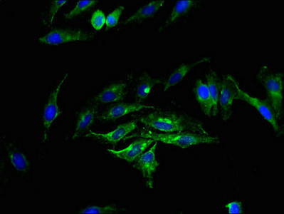 SGMS2 Antibody in Immunocytochemistry (ICC/IF)