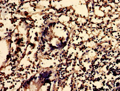 SGMS2 Antibody in Immunohistochemistry (Paraffin) (IHC (P))