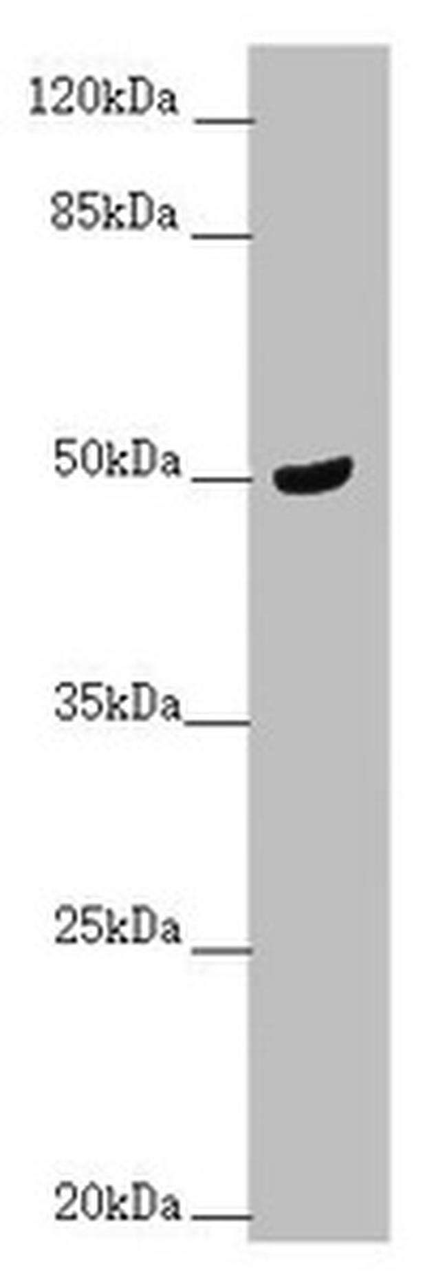 C3orf31 Antibody in Western Blot (WB)