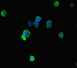 EAF2 Antibody in Immunocytochemistry (ICC/IF)