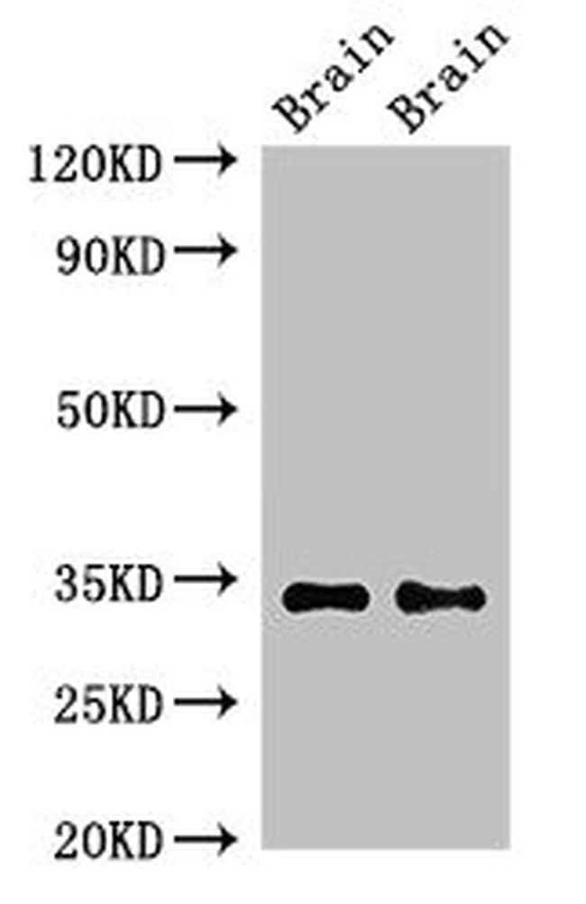 Neuropeptide Y Receptor 6 Antibody in Western Blot (WB)