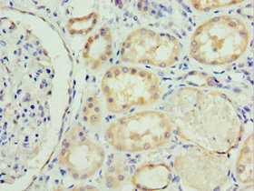 Sclerostin Antibody in Immunohistochemistry (Paraffin) (IHC (P))