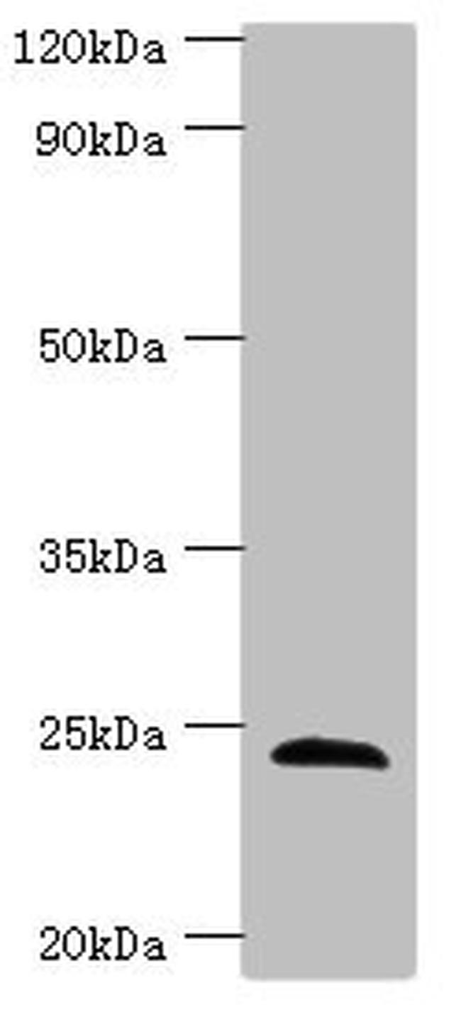 Sclerostin Antibody in Western Blot (WB)