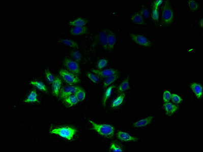 C17orf62 Antibody in Immunocytochemistry (ICC/IF)