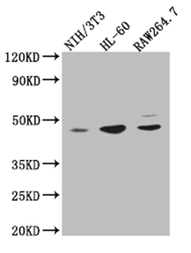 ZDHHC6 Antibody in Western Blot (WB)