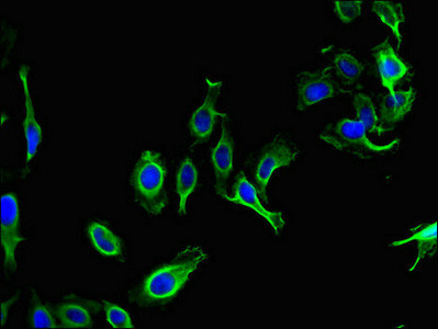 PARD6G Antibody in Immunocytochemistry (ICC/IF)