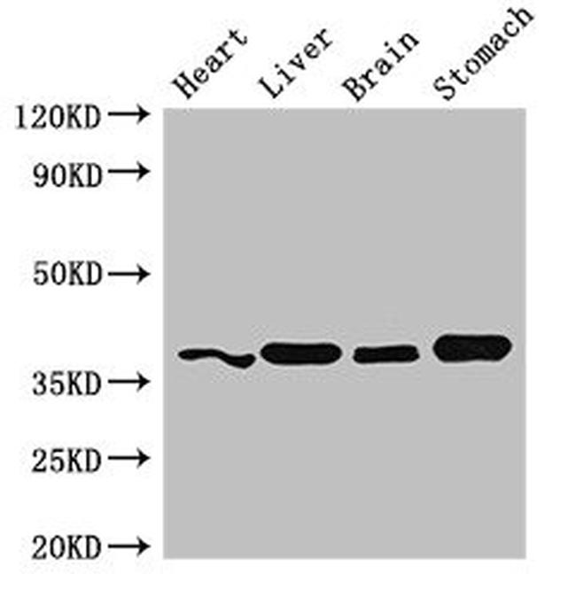 YIPF3 Antibody in Western Blot (WB)