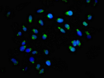 ACBD3 Antibody in Immunocytochemistry (ICC/IF)