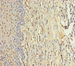 ZMAT5 Antibody in Immunohistochemistry (Paraffin) (IHC (P))