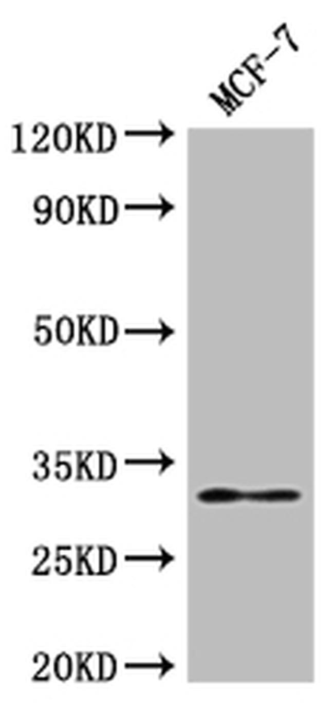 RSPH9 Antibody in Western Blot (WB)