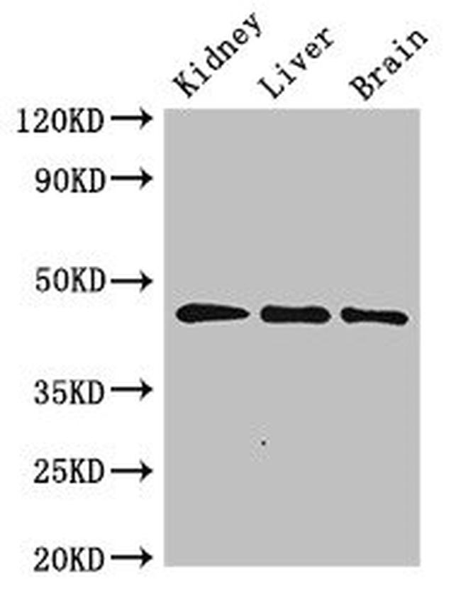 PIPOX Antibody in Western Blot (WB)