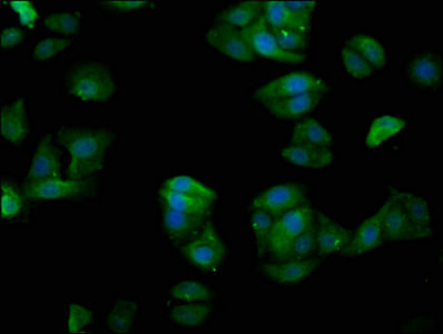 GCP4 Antibody in Immunocytochemistry (ICC/IF)