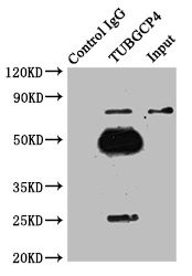 GCP4 Antibody in Immunoprecipitation (IP)