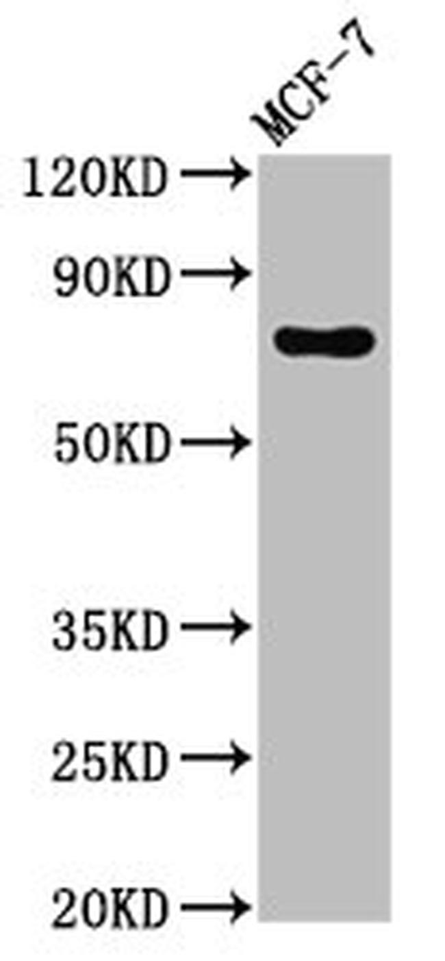 GCP4 Antibody in Western Blot (WB)