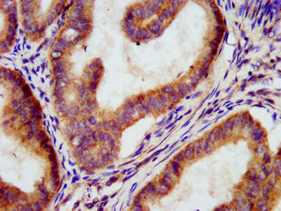 EGFL5 Antibody in Immunohistochemistry (Paraffin) (IHC (P))