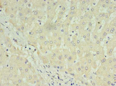 C1orf123 Antibody in Immunohistochemistry (Paraffin) (IHC (P))