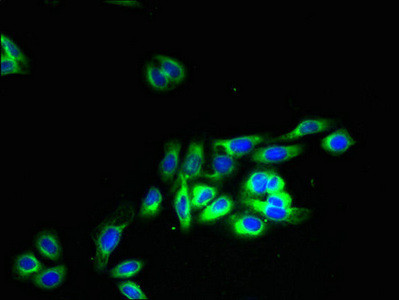 OR2H1 Antibody in Immunocytochemistry (ICC/IF)