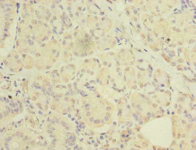 C20orf27 Antibody in Immunohistochemistry (Paraffin) (IHC (P))