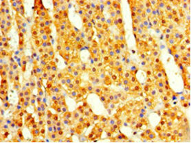 COPS7A Antibody in Immunohistochemistry (Paraffin) (IHC (P))