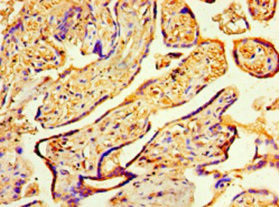 COPS7A Antibody in Immunohistochemistry (Paraffin) (IHC (P))