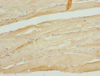 MURF2 Antibody in Immunohistochemistry (Paraffin) (IHC (P))