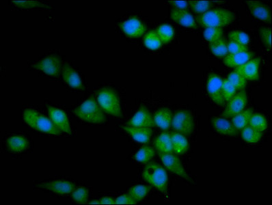 PRSS16 Antibody in Immunocytochemistry (ICC/IF)