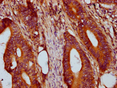 PRSS16 Antibody in Immunohistochemistry (Paraffin) (IHC (P))