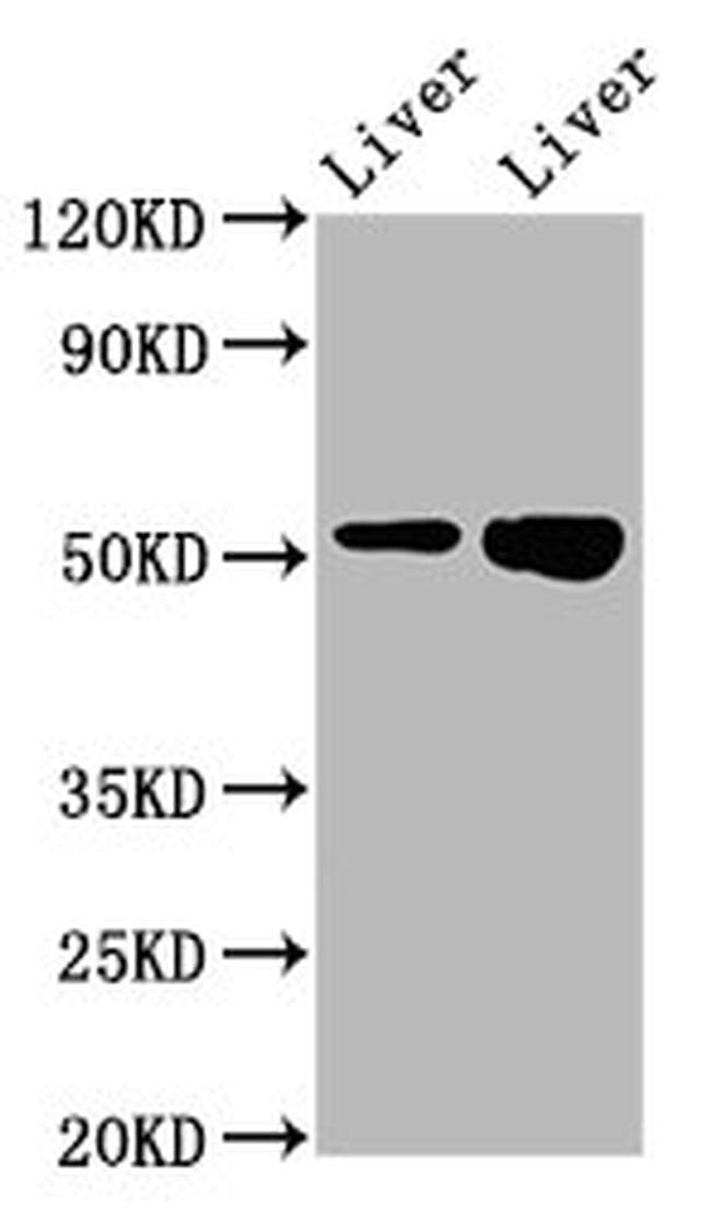 PRSS16 Antibody in Western Blot (WB)