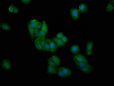 DMGDH Antibody in Immunocytochemistry (ICC/IF)