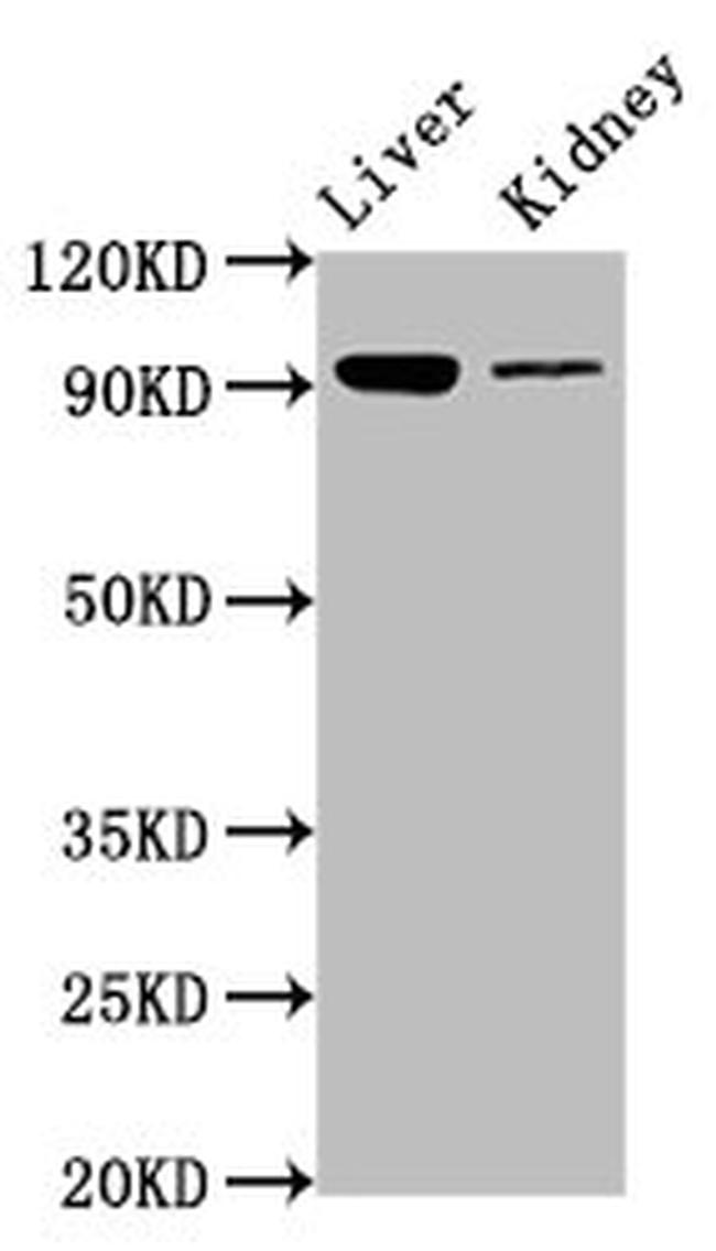 DMGDH Antibody in Western Blot (WB)