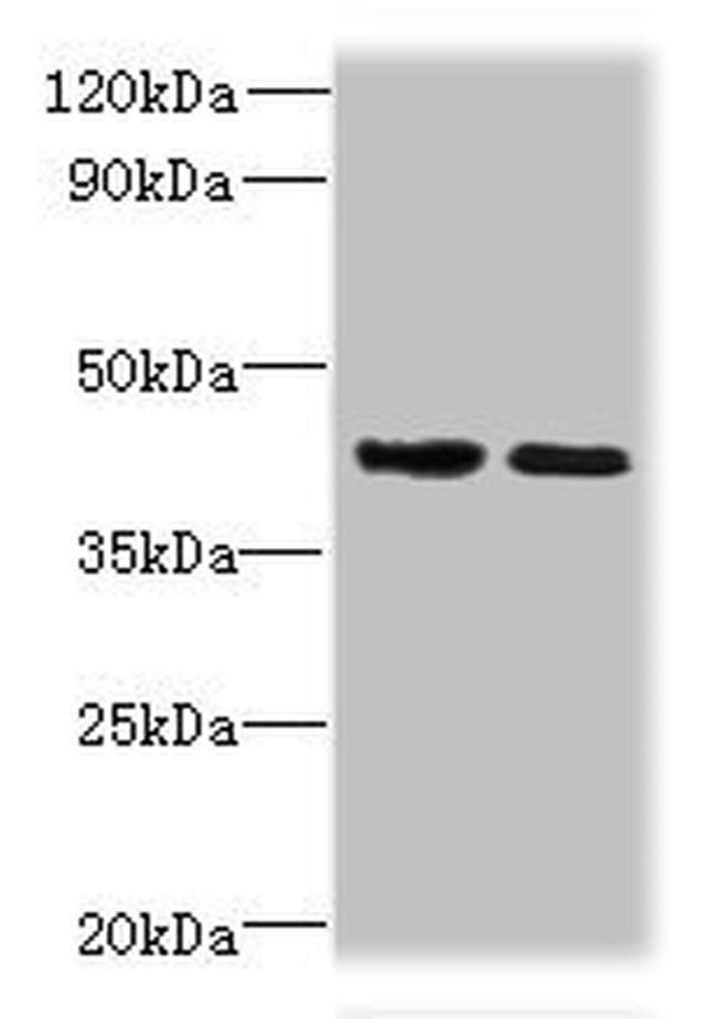 SI-CLP Antibody in Western Blot (WB)