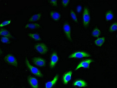 Neurensin 2 Antibody in Immunocytochemistry (ICC/IF)