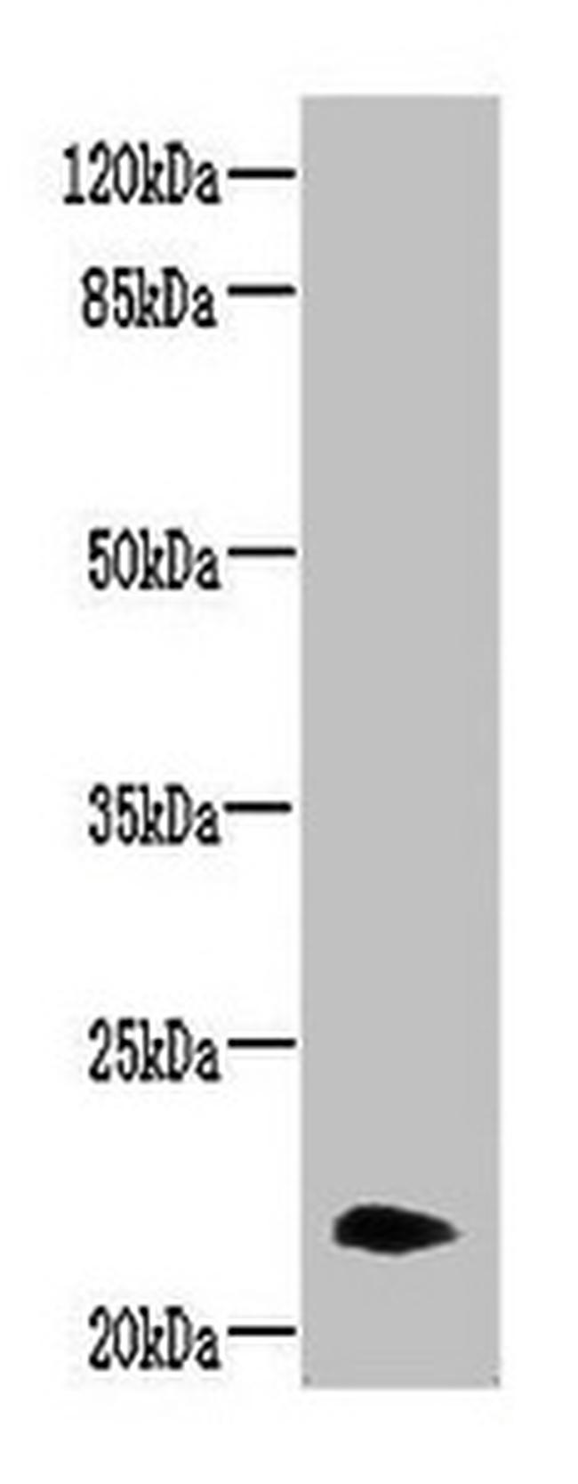 Neurensin 2 Antibody in Western Blot (WB)