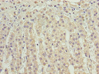 VISTA Antibody in Immunohistochemistry (Paraffin) (IHC (P))