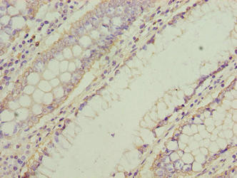 NMUR1 Antibody in Immunohistochemistry (Paraffin) (IHC (P))