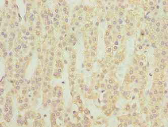 NMUR1 Antibody in Immunohistochemistry (Paraffin) (IHC (P))