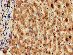 OLFML3 Antibody in Immunohistochemistry (Paraffin) (IHC (P))