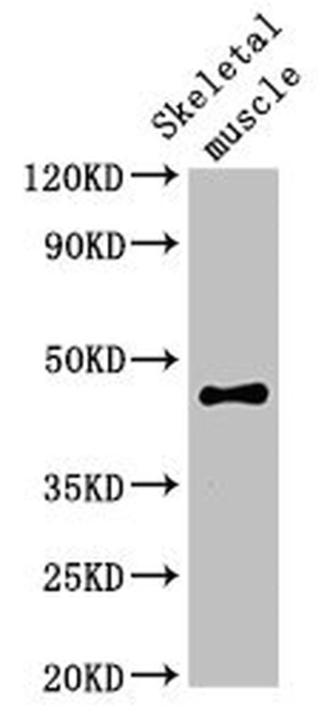 OLFML3 Antibody in Western Blot (WB)