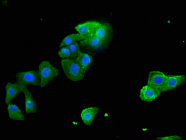 STARD9 Antibody in Immunocytochemistry (ICC/IF)