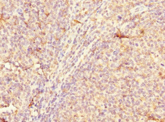 CD300a Antibody in Immunohistochemistry (Paraffin) (IHC (P))