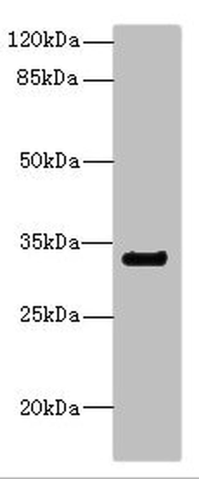 CD300a Antibody in Western Blot (WB)