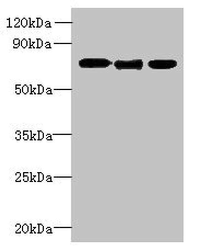 SLC23A1 Antibody in Western Blot (WB)